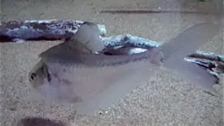 ナーサリーフィッシュ　Nurseryfish　Kurtus gulliveri