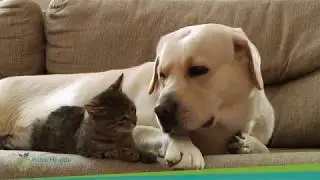 Rabies: Protect your family, pets, and community