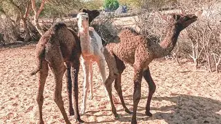Three Camel Baby Birth || Camel Giving Birth || Camel Delivery || New Camel Baby Birth ||Camel Birth