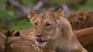 Lioness Grooming 01 Free Stock Video  Download Clips Nature