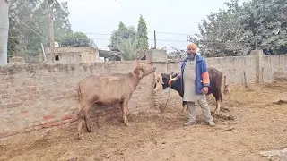 94659 96215 ਫੌਜੀ ਕੋਲ ਕੱਟੀਆ ਸੇਲ ਪਿੰਡ ਸਹਿਣਾ ਜਿਲਾ ਬਰਨਾਲਾ #trending #buffalo 🙏🙏🙏👌👌