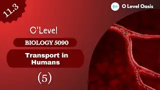 Structure and Functions of Blood Vessels | Chapter 11 | Transport in Humans | Blood Vessels