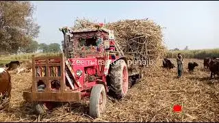 Belarus 510 Tractor ||trolley have lodging pulling the sugarcane lodging trolley
