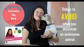 What to Avoid When Encountering an Assistance Animal