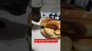 как всегда, МАЛОВАТО #funnycats #веселыекоты #pets