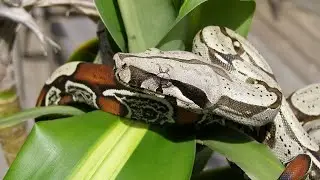10 Wild Animals in Trinidad And Tobago Part 2