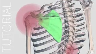 Pain Tool - Complete Anatomy
