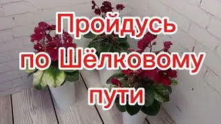Фиалки. Пройдусь по Шёлковому пути.