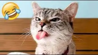 The CRAZY Connection Between Pets and Kids Laughter