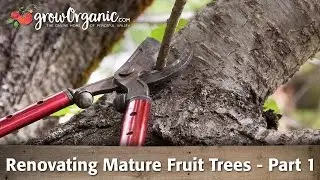 How to Rejuvenate Old Fruit Trees