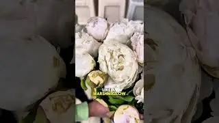 Fresh Peonies in Dubai | Wholesale Flowers in Black Tulip Flowers