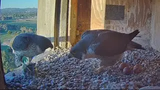 Gimbir brings breakfast for Diamond | FalconCam Project | Oct 24, 2025