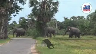 Five Days of Elephant Movement Leave Farmers Worried in Batticaloa