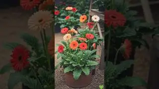 Gerbera Daisy Flower Plant for Home & Outdoor Gardening, #shortvideo #viralvideo #subscribe #support
