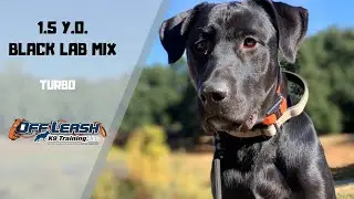 BLACK LAB MIX / DOG TRAINING