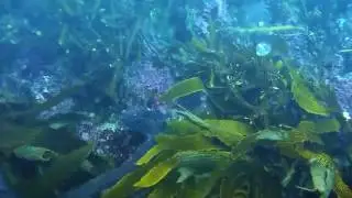 OctopusAttack