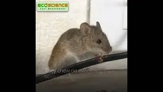 Do effective and ecofriendly rodent management with Ecoscience #bugfreeliving #ecolifestyle