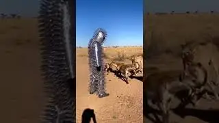 Spotted Hyenas Back Away From a Spiked Man 😱 | Raw Safari Footage (AI)