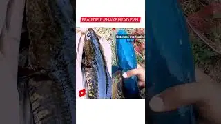 India's most beautiful snake head fishes fishing #shorts #fish #youtube #snakehead @VDiaryofficial