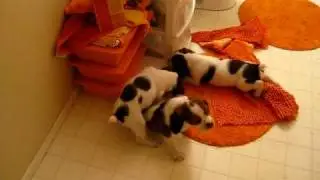 Molly Rhubarb and Winston playing