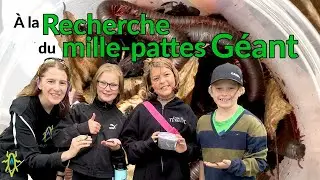 &Agrave; la recherche du mille-pattes g&eacute;ant d'Am&eacute;rique du Nord