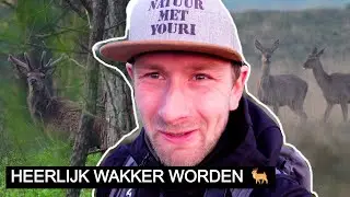 #333: Herten spotten en genieten op de Veluwe | Sony A7 IV