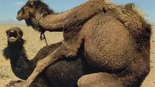 Camel dangal ||Camel dangal layyah ||New camel dangal 2021 ||oont mela ||oont mela layah |camel