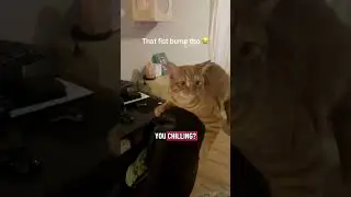 Theo the Cat Gives Me Perfect Fist Bumps 👊🐾