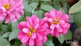 Februay me zinia ke sukhe fulo se anginat plant tyar kare . zinia plants information  /fertizer  