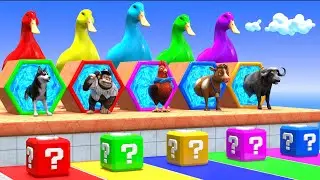 Choose the Right Key Challenge with Cow Tiger Elephant Mammoth Buffalo Gorilla Wild Animals