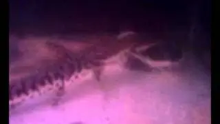 Arwana silver,Giant Snakehead,TSN,RTC,Betutu(Marble Goby) Exoticfishlover2.3gp