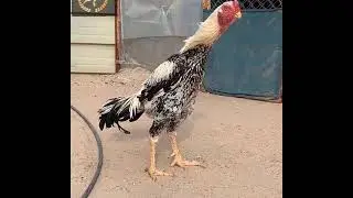 Top Viral Video of Shamo Aseel #ViralVideos #Shortvideo #RoosterShamo #AseelShamo