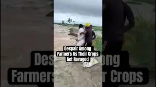 Punjab Floods | Distressing Visuals As Floods Ravage Crops In #punjab #flood #farmer