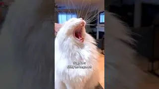 The 4 Stages of a Cats Yawn 😸🥱🤣