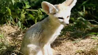 4 Adorable Facts About the Tiny Fennec Fox