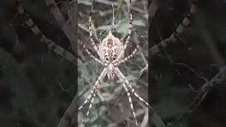 This spider appeared out of nowhere&hellip; I literally frozeGiantSpider #GardenDiscovery #CreepyCrawlies