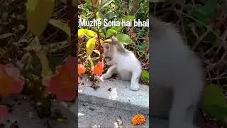 Bahot kaam kiya...now need sleep...DND #cat #meow