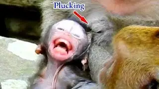 Extremely hurt.. Dolly plucked Daniela's head out of milk, While Daniela was getting milk