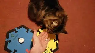 Fluffy cat Frodo using @FluentPet   talking buttons