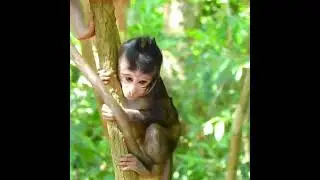 Infant Monkey Needs Thorough Maternal Care