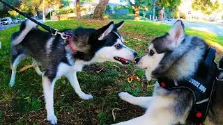 Alaskan Klee Kai Plays with Other Dogs | Mini-Husky Playing with Other Dogs
