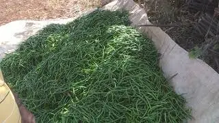 5531 व्हरायटी जात 70 दिवसाची मिरची