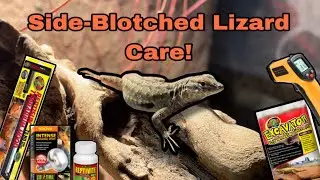 How to care for the Common Side-Blotched Lizard (Uta stansburiana elegans)
