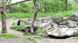 Rare baby bear makes debut at Queens Zoo in New York