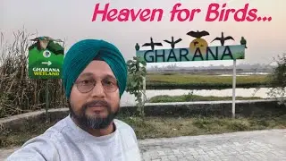 Birds Heaven at Gharana Wetland 