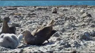 Patagonia Azul, Chubut wyspa Gran Robredo 16 01 2026 ~ południowy petrel olbrzymi, karmienie