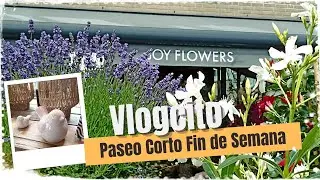 Vlogcito 🪻 Paseo Corto Fin de Semana #brisaenholanda #vlogdiario #holanda #shoptour #lifestyle 