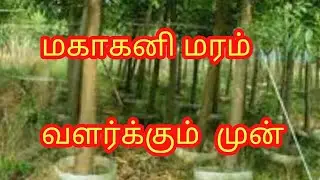 mahookani    மகாகனி வளர்க்கும்   முன்