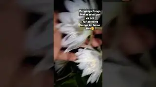 The Flowers #2