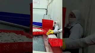 Shrimp freezing IQF #zoe@icemakerchina.com